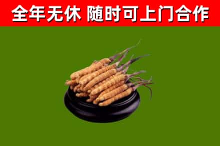 嘉禾县回收冬虫夏草