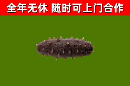 嘉禾县回收海参干